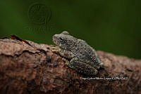 DGM 003 Dryophytes arenicolor.jpg