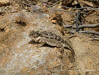 CJGC01 Phrynosoma orbiculare.jpg