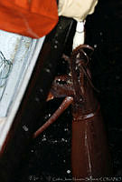 CNS0323  Dosidicus gigas.jpg