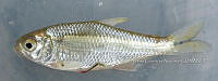 HE009 P 0274 Sardinita mexicna.JPG