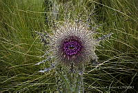 ALE001 Cirsium sp..jpg