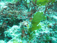 RRR0006 Spatoglossum howellii.JPG