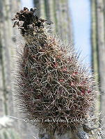 OTVBK029 3808 Lemaireocereus hollianus.jpg