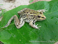 AMA0107 Lithobates forreri.jpg