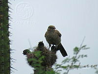 CAR 0010 Toxostoma redivivum.jpg