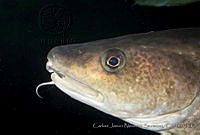 CNS1308 Gadus macrocephalus.jpg