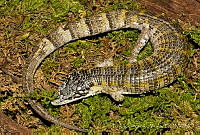ECA0136 Abronia chiszari.jpg