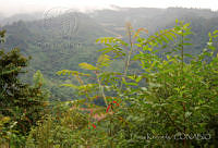 DK0610 Sierra Juárez, Oaxaca.jpg