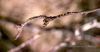 PDA0119 Malus domestica.JPG