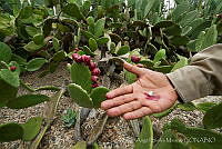 MASM06243 Dactylopius coccus.jpg