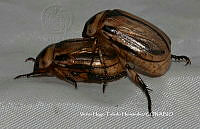 VHTH021 Coleoptera.JPG