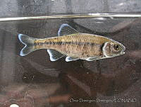 ODD0017 Cyprinella ornata.jpg