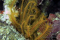 Davidaster rubiginosus_1.jpg