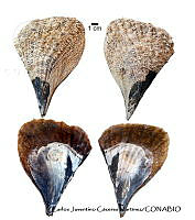 KT014 0194 Atrina tuberculosa.JPG