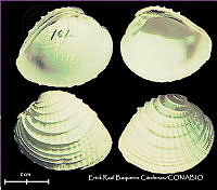 KT014 0455 Chione cancellata.JPG