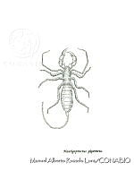 MARL0437 Mastigoproctus giganteus.jpg