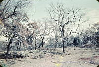 2947 Quercus obtusata.jpg