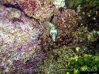 JCCC0084 Muraena lentiginosa.jpg