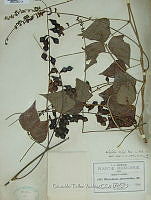 OTVDS001 0844 Dolichos vailiae.jpg