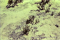 1255 Dalea eriophylla var. frankenioides.jpg