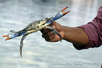 ARS00517 Callinectes sapidus.jpg