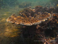 CGG0020 Acropora palmata.JPG