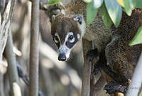 IMDOC2140 Nasua narica.jpg