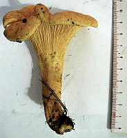 CBA0315 Cantharellus subalbidus.JPG