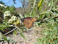 ADJ0331 Danaus gilippus ssp. thersippus.jpg