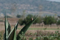 PRB0074 Zenaida macroura.jpg