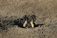 LCF0478 Cynomys mexicanus.jpg