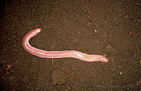 GC0008 Bipes canaliculatus.jpg