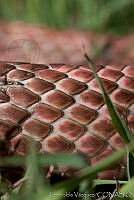 LV0014 Masticophis flagellum.jpg