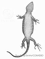 SSS0037 Xenosaurus newmanorum.JPG