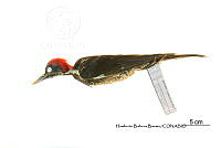 ME006 Aves 0679 Dryocopus lineatus.jpg