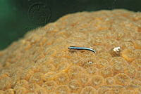 IDG1502 Elacatinus oceanops.jpg