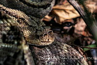 ZAPF0264 Crotalus culminatus.jpg