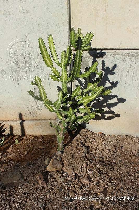MRG 2018 981%20Euphorbia%20lactea%20(MEGA 6mar18 a).JPG.nyeUyJP1MTE dx1jQA3g0JtbmFja29CbnFuZ3NAbXJ6LGtwZwA.g8xZhan4At