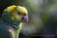 MASM06312 Amazona oratrix.jpg