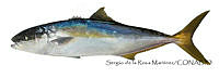 SRM0171 Seriola lalandi.jpg