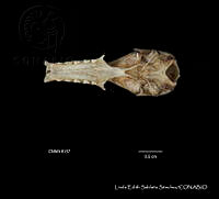 LESS 0391 Choeronyteris mexicana.JPG