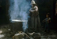 EHX0339 Zea mays.JPG