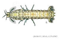 UNAM_FC-SISAL-0104 Neogonodactylus oerstedii.jpg