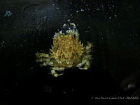 CMGV0130 Pitho sexdentata.jpg