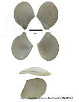 KT014 0378 Tellina cristallina.JPG