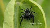 SM0002 Paraphidippus aurantius.jpg