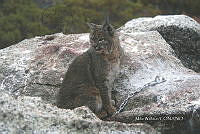 DQ017 021 Lynx rufus.jpg