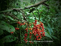 JAdNV0118 Chamaedorea microspadix.JPG