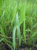JRBBFM026-41 Sagittaria longiloba.jpg