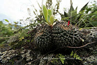 ZAPF0532 Mammillaria magnimamma.jpg